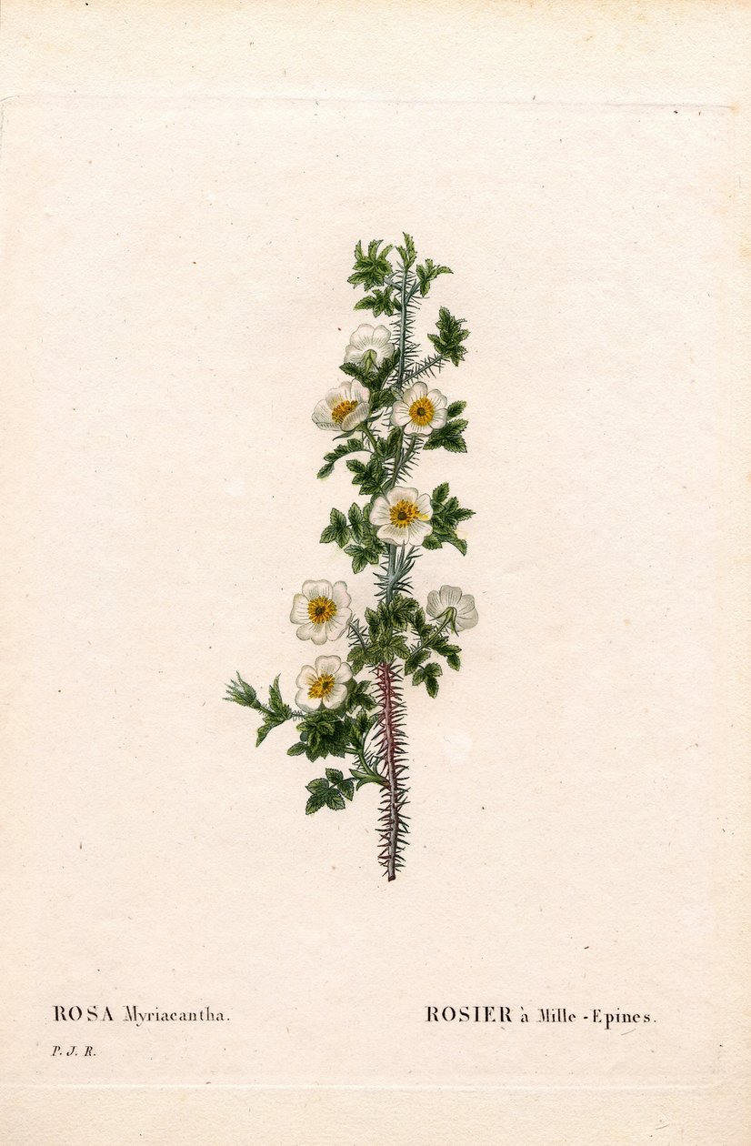 Mil rosas, Rose myriacantha, Rose a Thousand-Spines. Gravura em chapa de cobre colorida à mão de "Les Roses", de Pierre Joseph Redoute, Paris de Pierre Joseph Redouté