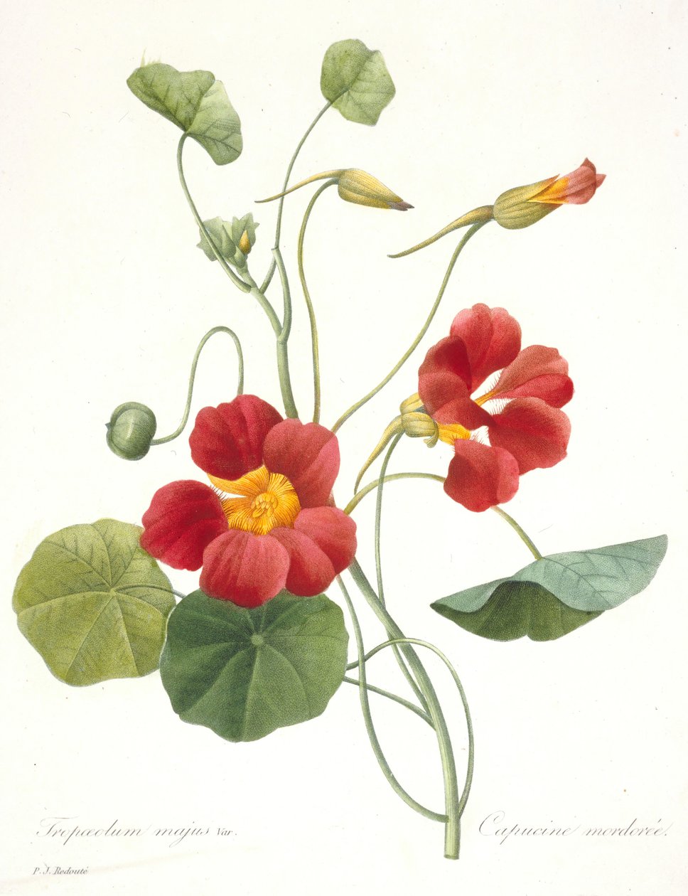 Jardim Nasturtium, 1827 de Pierre Joseph Redouté
