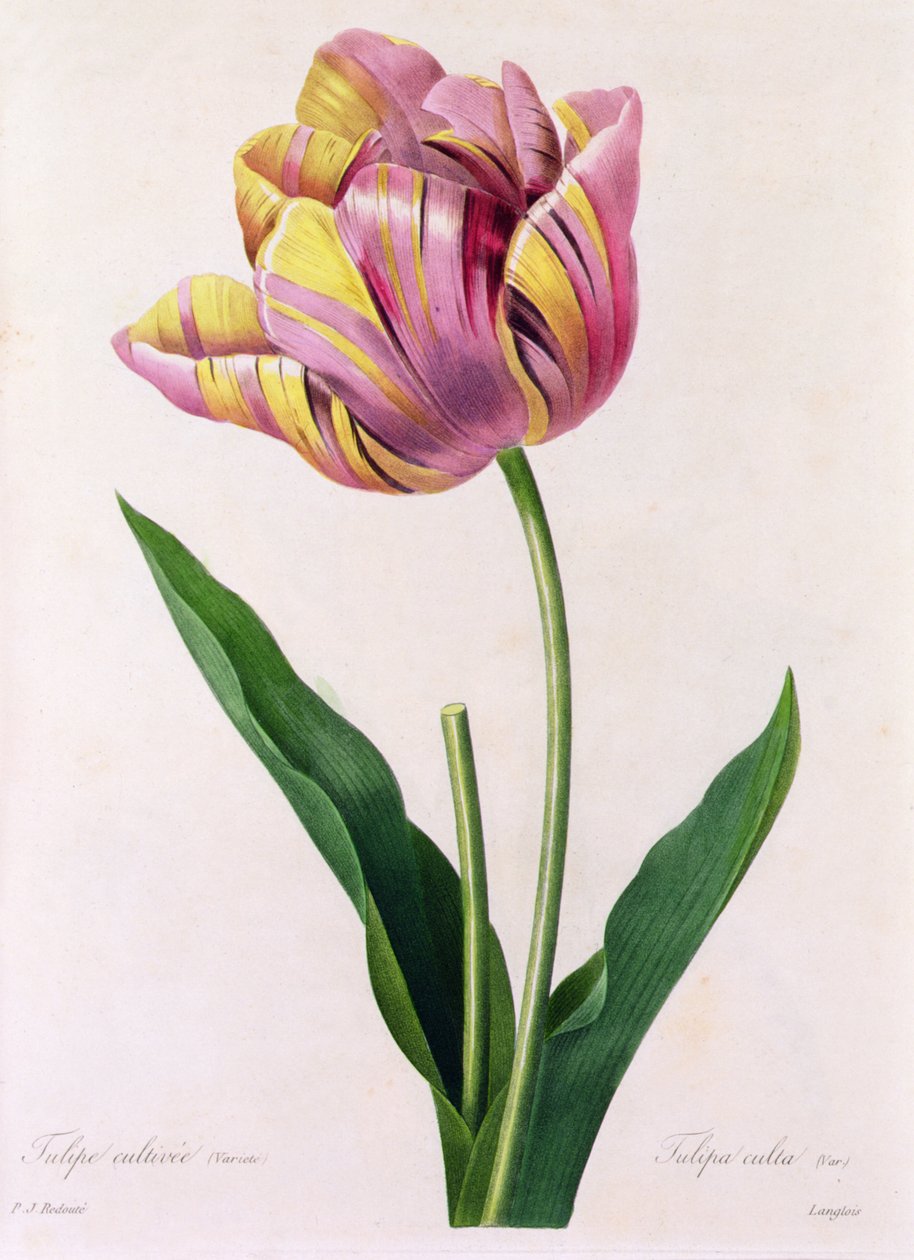 Tulipa Culta (gravura colorida) de Pierre Joseph Redouté