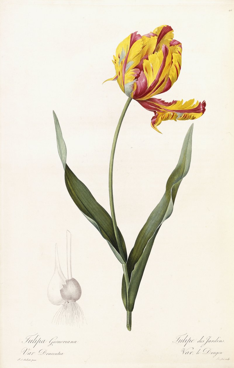 Tulipa Gesneriana - Tulipa dos Jardins de Pierre Joseph Redouté