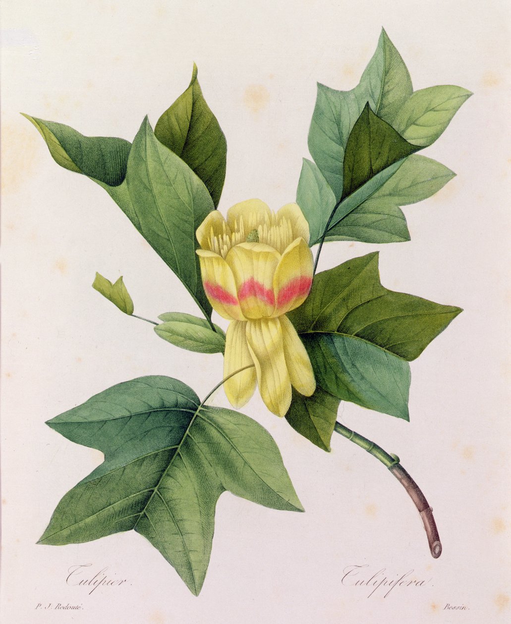 Tulipifera (gravura a cores) de Pierre Joseph Redouté