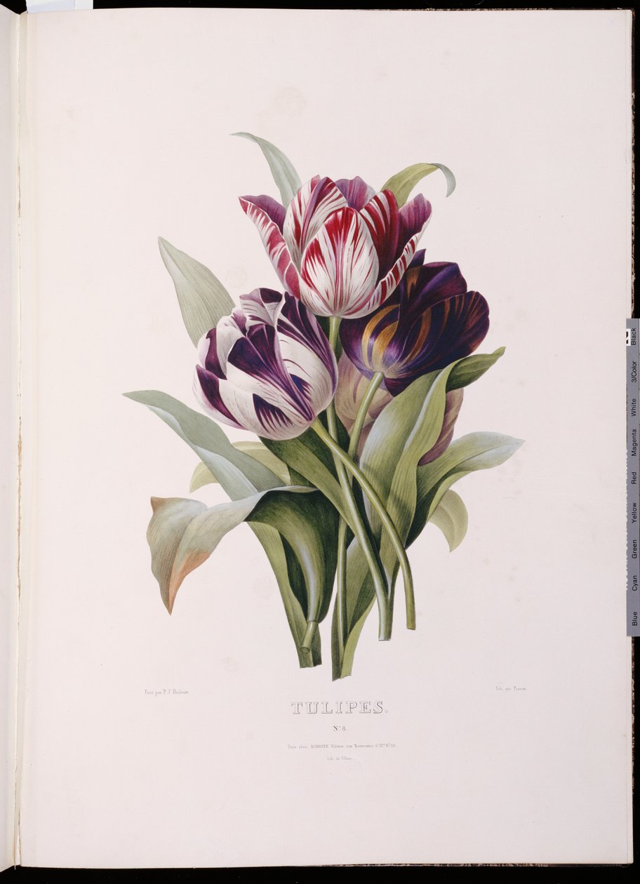 Tulipas, de "Uma série fina de buquês de flores" de Pierre Joseph Redouté