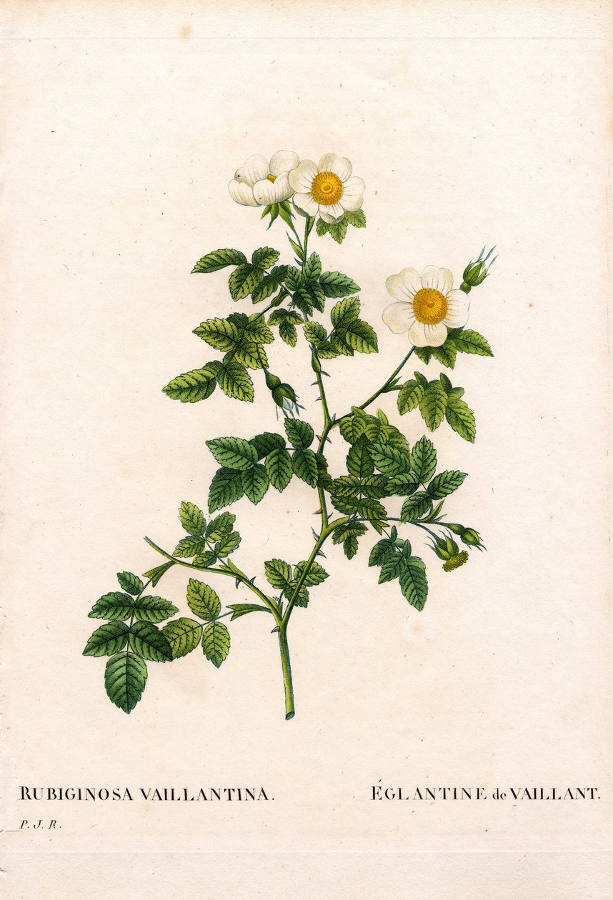 Rosa rubiginosa de Vaillant, Rosa rubiginosa, L