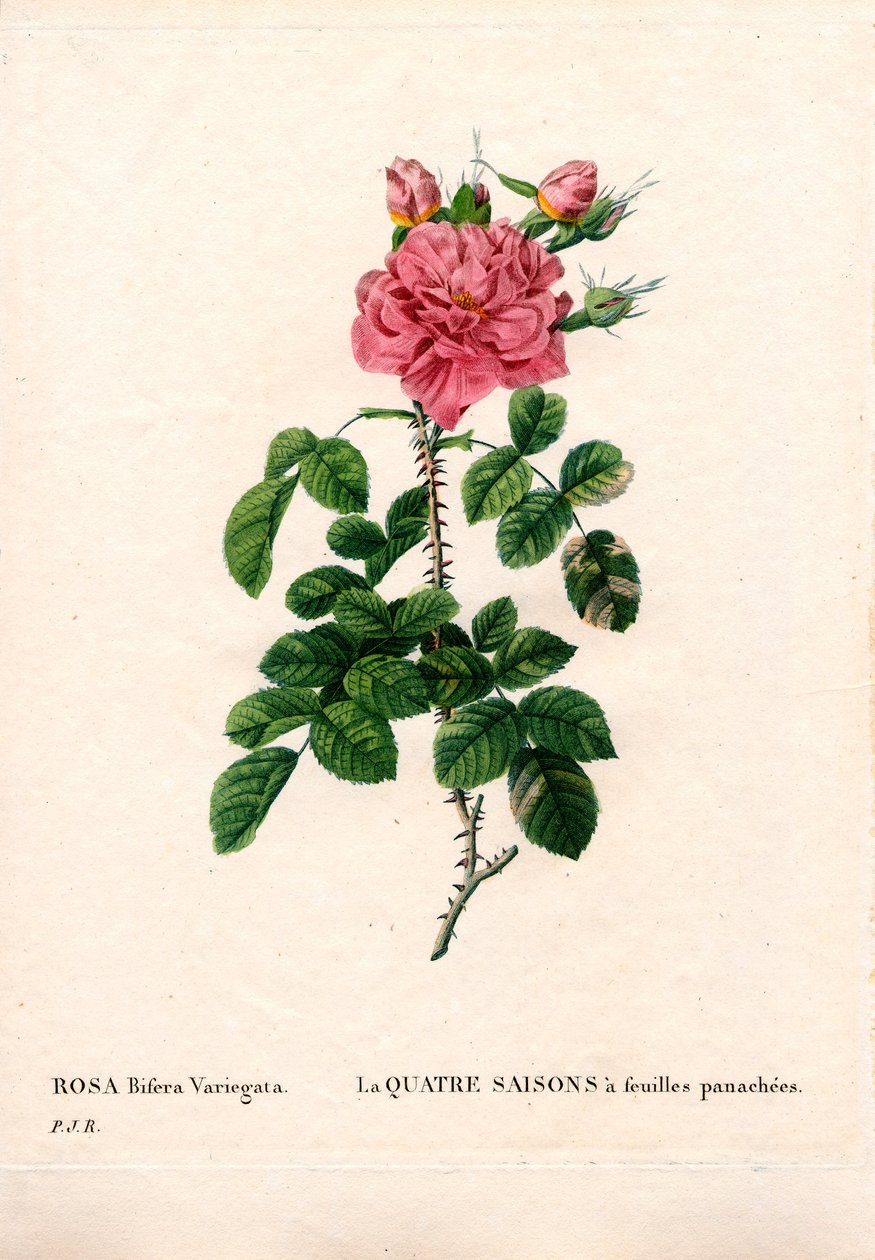 Variegated Four Seasons pink, Rosa damascena var. bifera. Gravura em chapa de cobre colorida à mão de "Les Roses", de Pierre Joseph Redoute, Paris. de Pierre Joseph Redouté