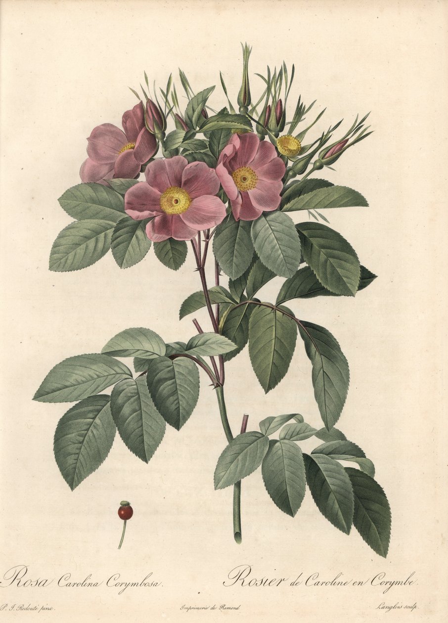 Virginia rose, flores escuras - Eau forte de Langlois, baseada numa ilustração de Pierre Joseph Redoute (1759-1840), de Les Roses de Pierre Joseph Redouté