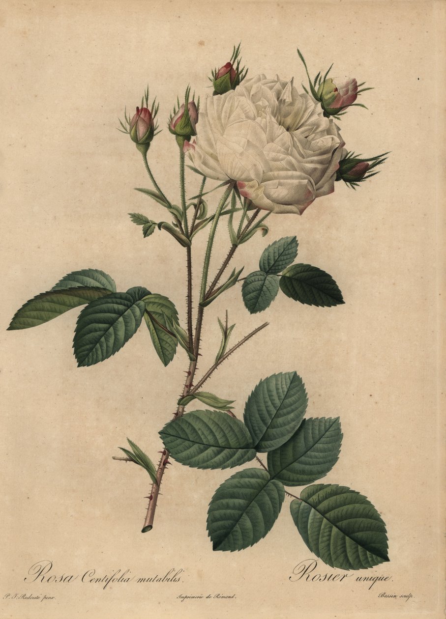 Rosa centifolia rosa e rosa repolho de Pierre Joseph Redouté