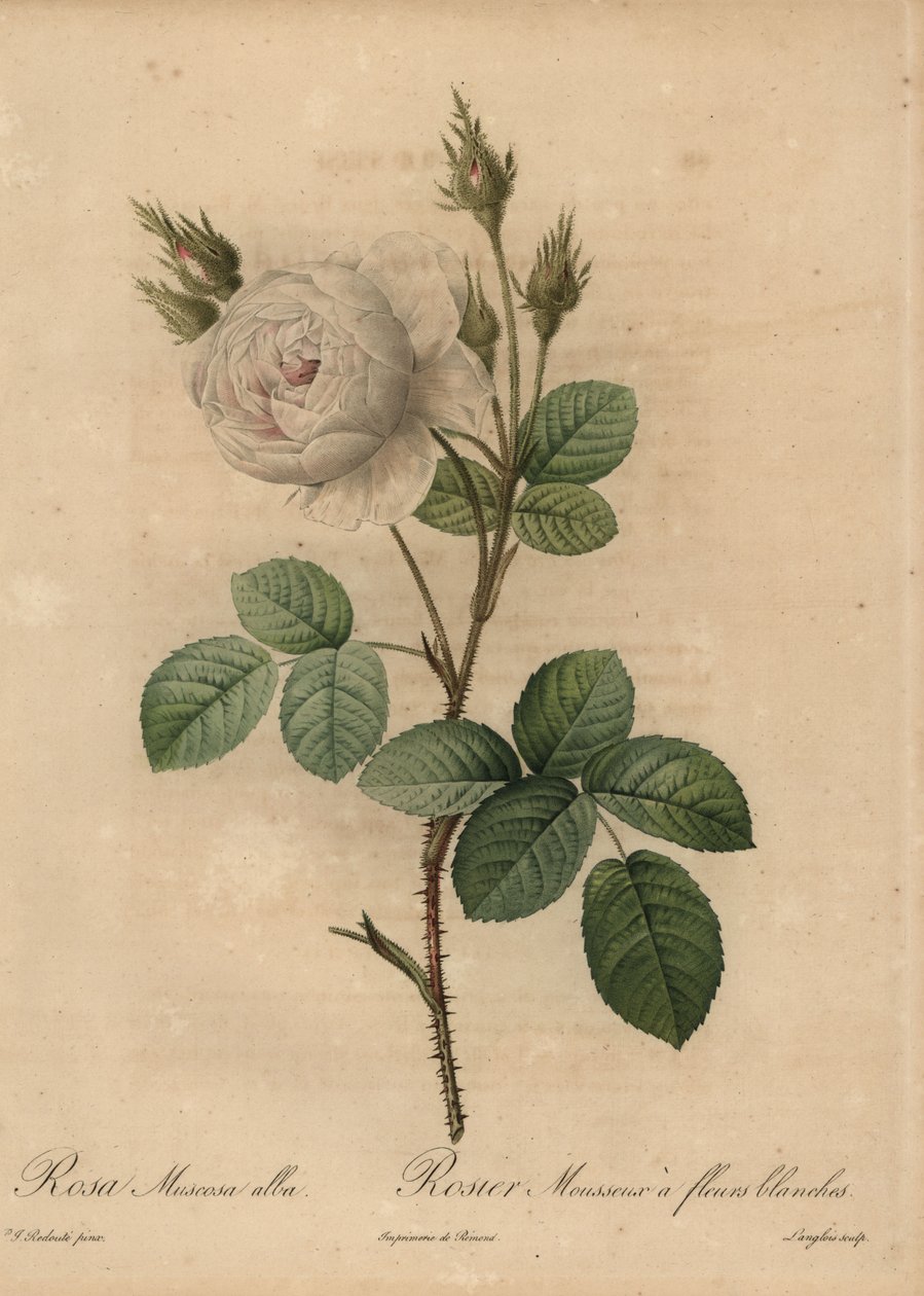 Rosa rosa de repolho branco, Rosa muscosa alba de Pierre Joseph Redouté