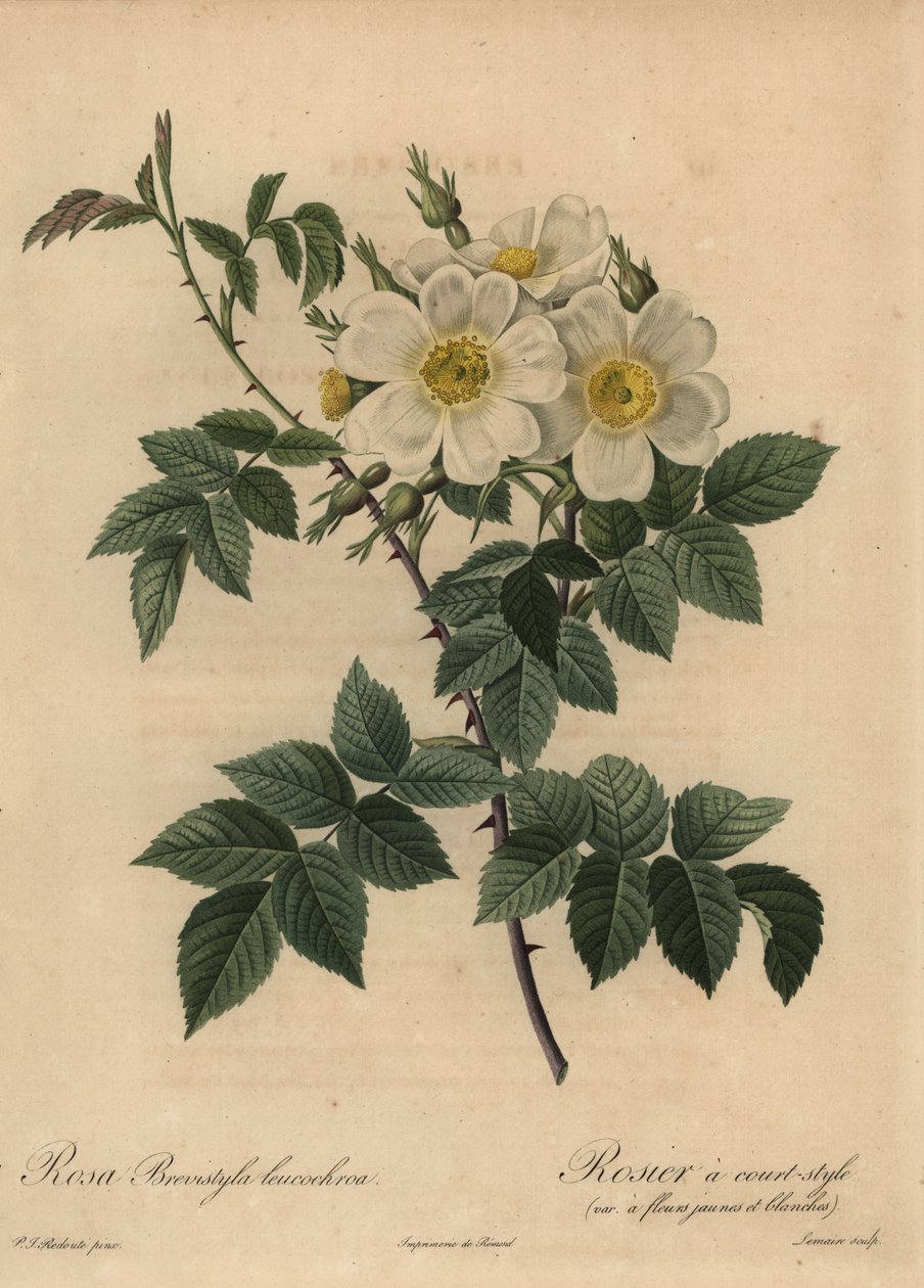 Rosa stylosa branca, Rosa de Pierre Joseph Redouté
