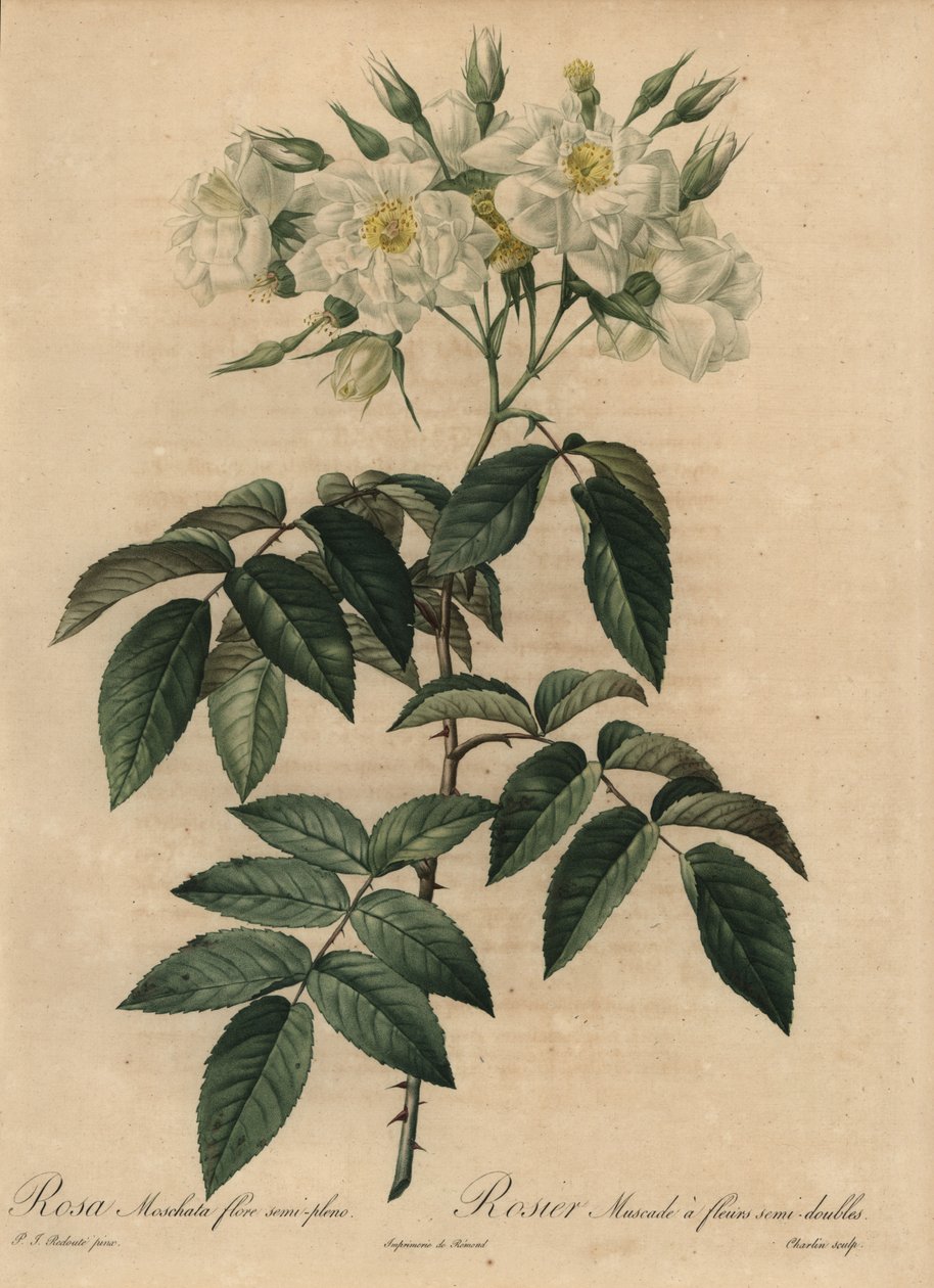 Rosa almiscarada branca, Rosa moschata de Pierre Joseph Redouté