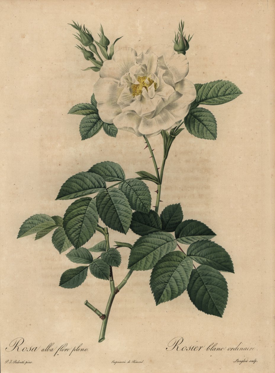 Rosa branca, Rosa alba flore pleno, Rosier blanc ordinaire de Pierre Joseph Redouté