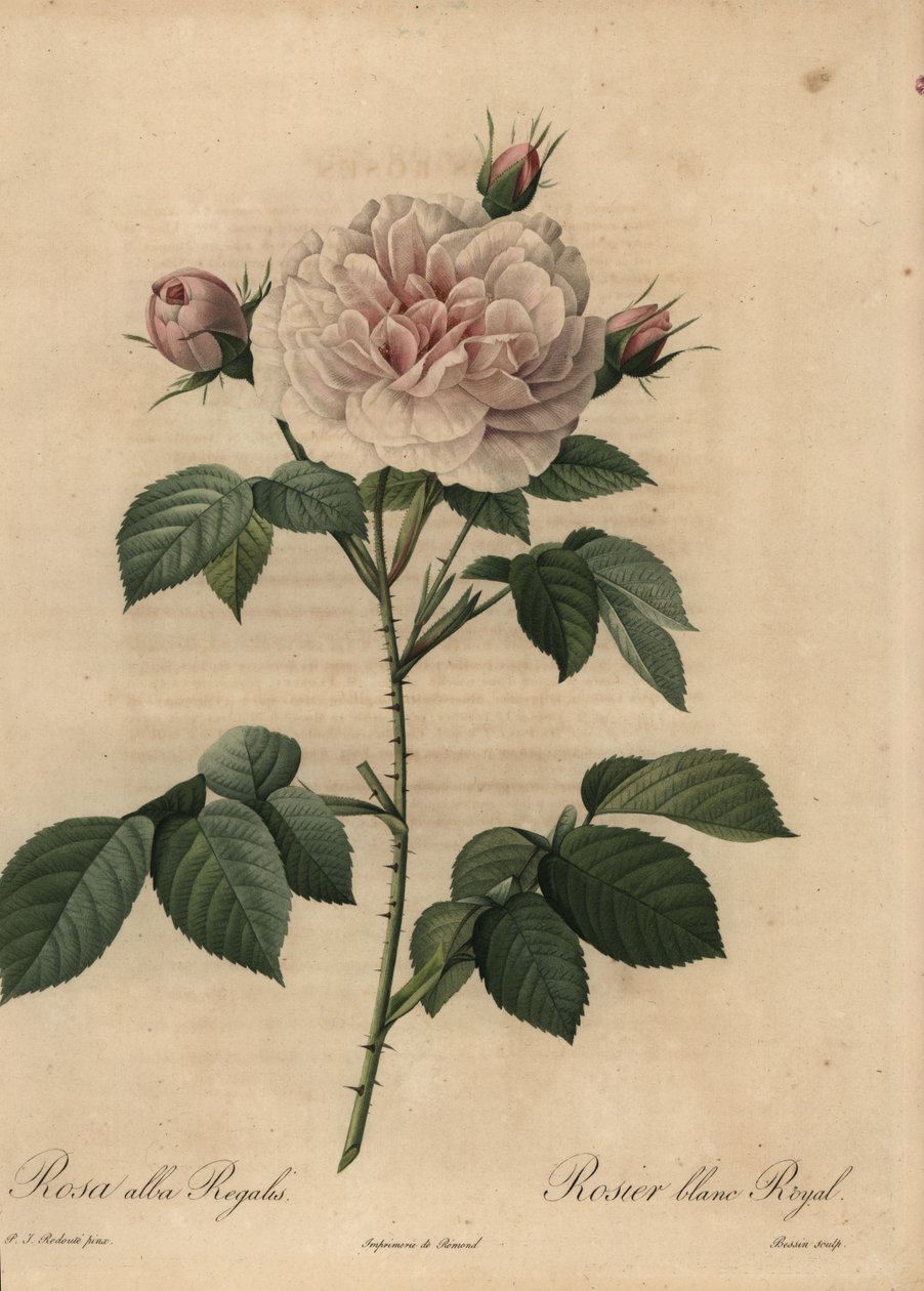 Rosa branca híbrida Royal, Rosa alba de Pierre Joseph Redouté