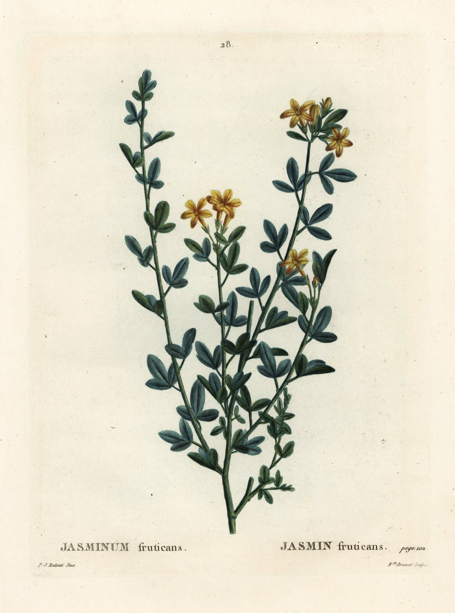 Jasmim selvagem ou amarelo, Jasminum fruticans. Gravura de agulha colorida por Miss Brenet após uma ilustração de Pierre-Joseph Redoute de Henri Louis Duhamel du Moncel