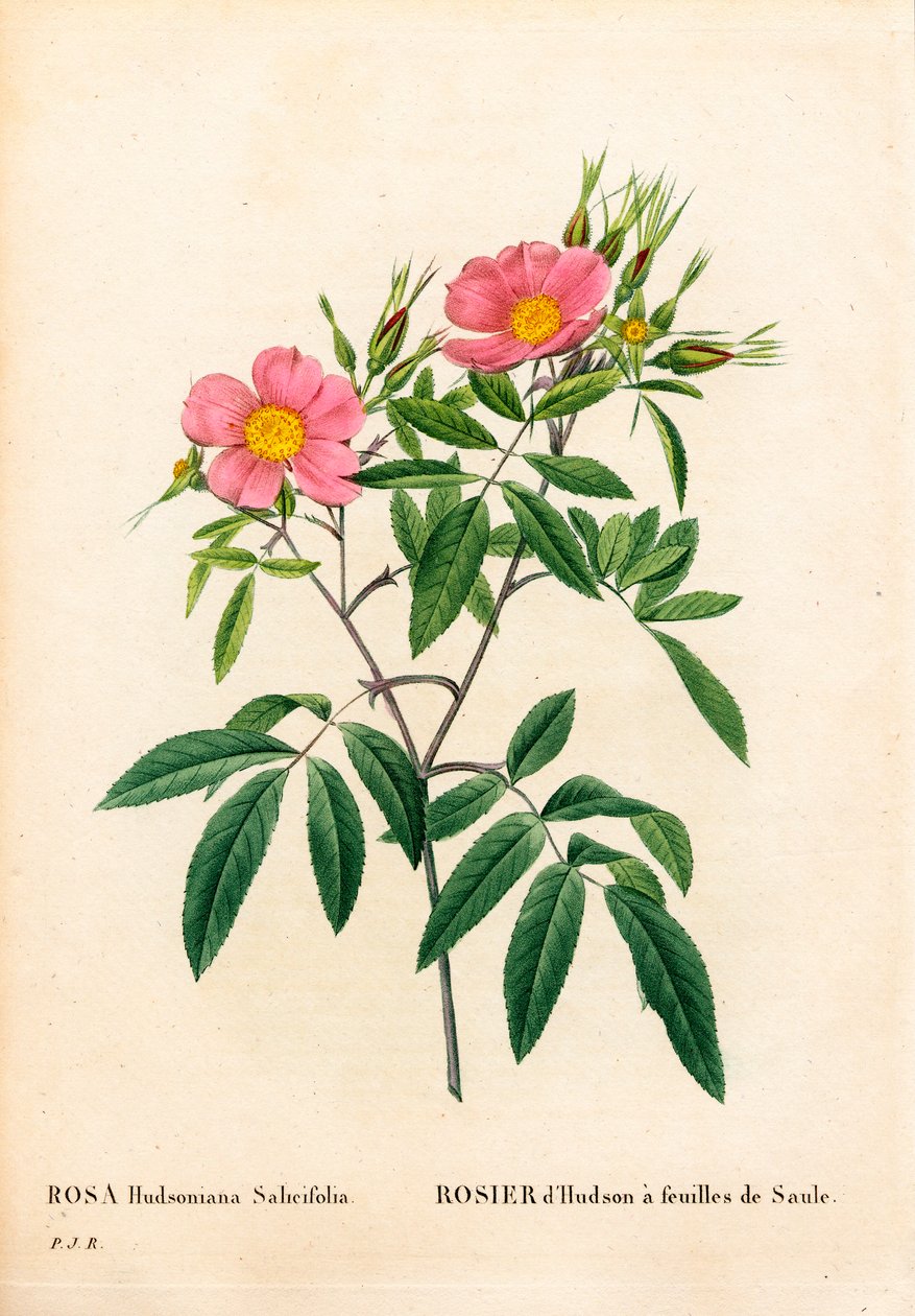 Willow-leaved pink marsh, Rosa palustris, Willow-leaved Hudson rose. Gravura em chapa de cobre colorida à mão de "Les Roses", de Pierre Joseph Redoute, Paris de Pierre Joseph Redouté