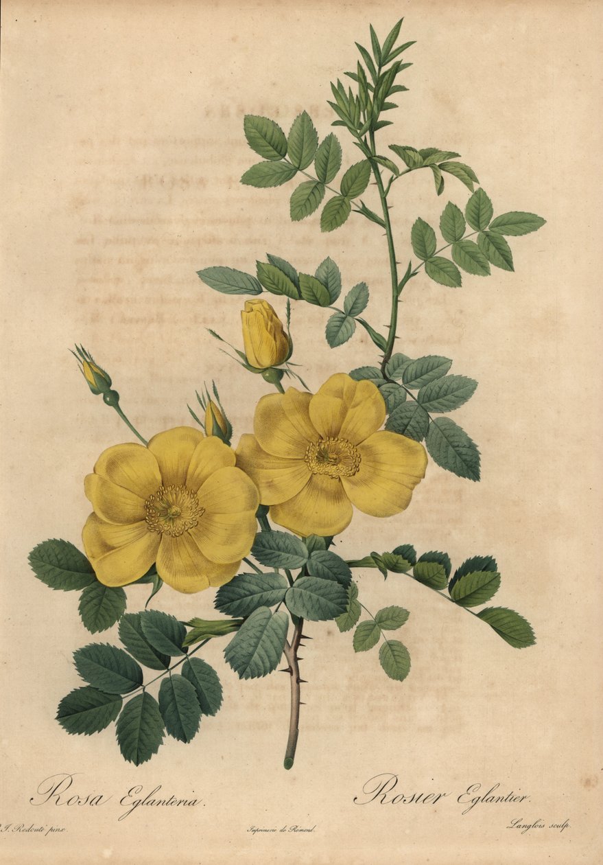 Rosa amarela, Rosa eglanteria de Pierre Joseph Redouté