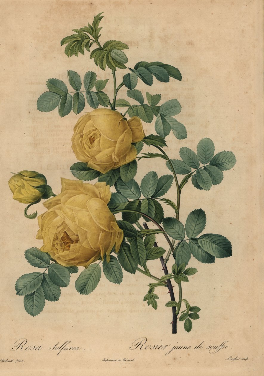 Rosa amarela de enxofre, Rosa hemisférica de Pierre Joseph Redouté