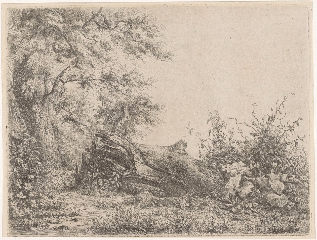 Árvore caída na borda de uma floresta
Cinco provas de gravura (título da série) de Pierre Louis Dubourcq