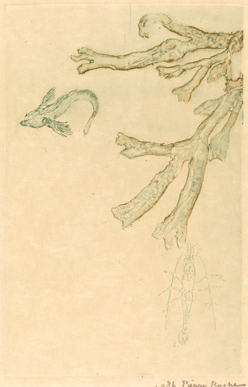 Algas Marinhas (fuzileiros navais de Algues) de Pierre Roche