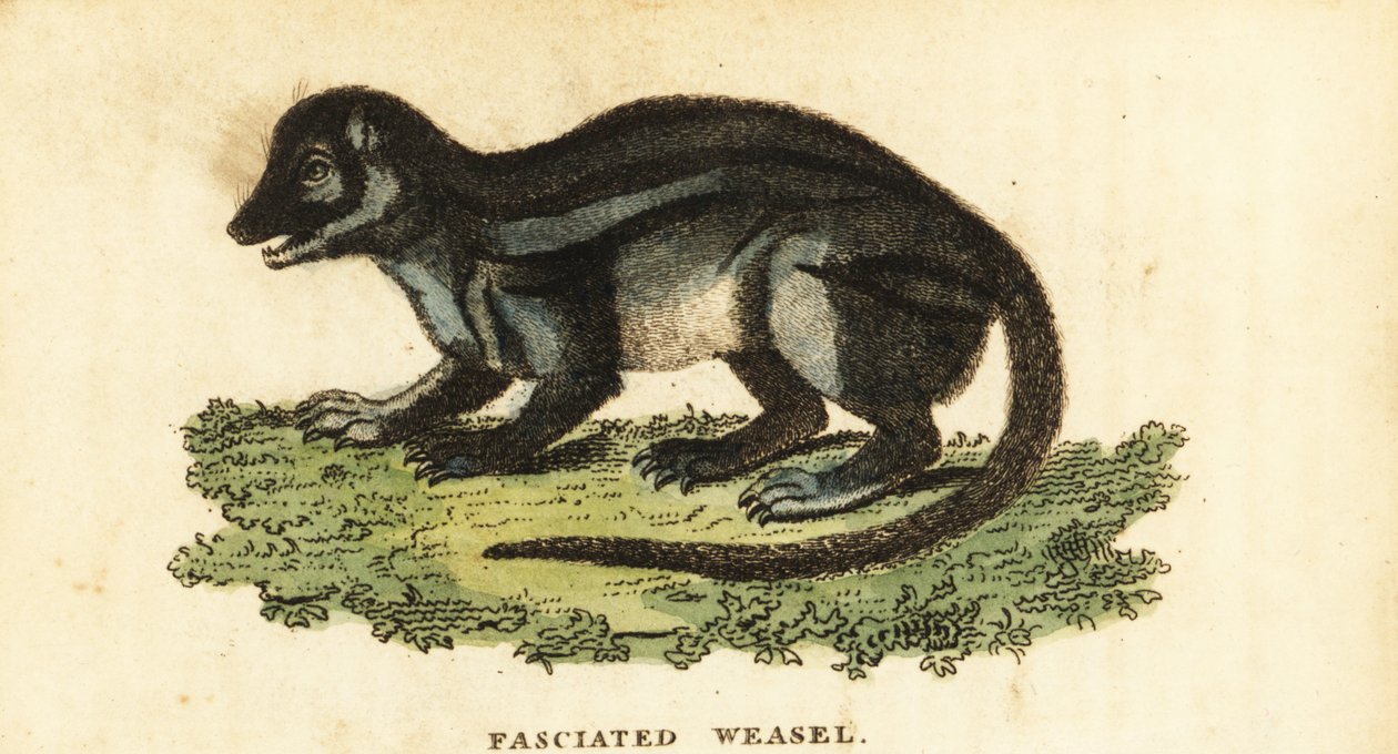 Mangusto malgaxe de listras largas, Galidictis fasciata,1800 (gravura) de Pierre Sonnerat