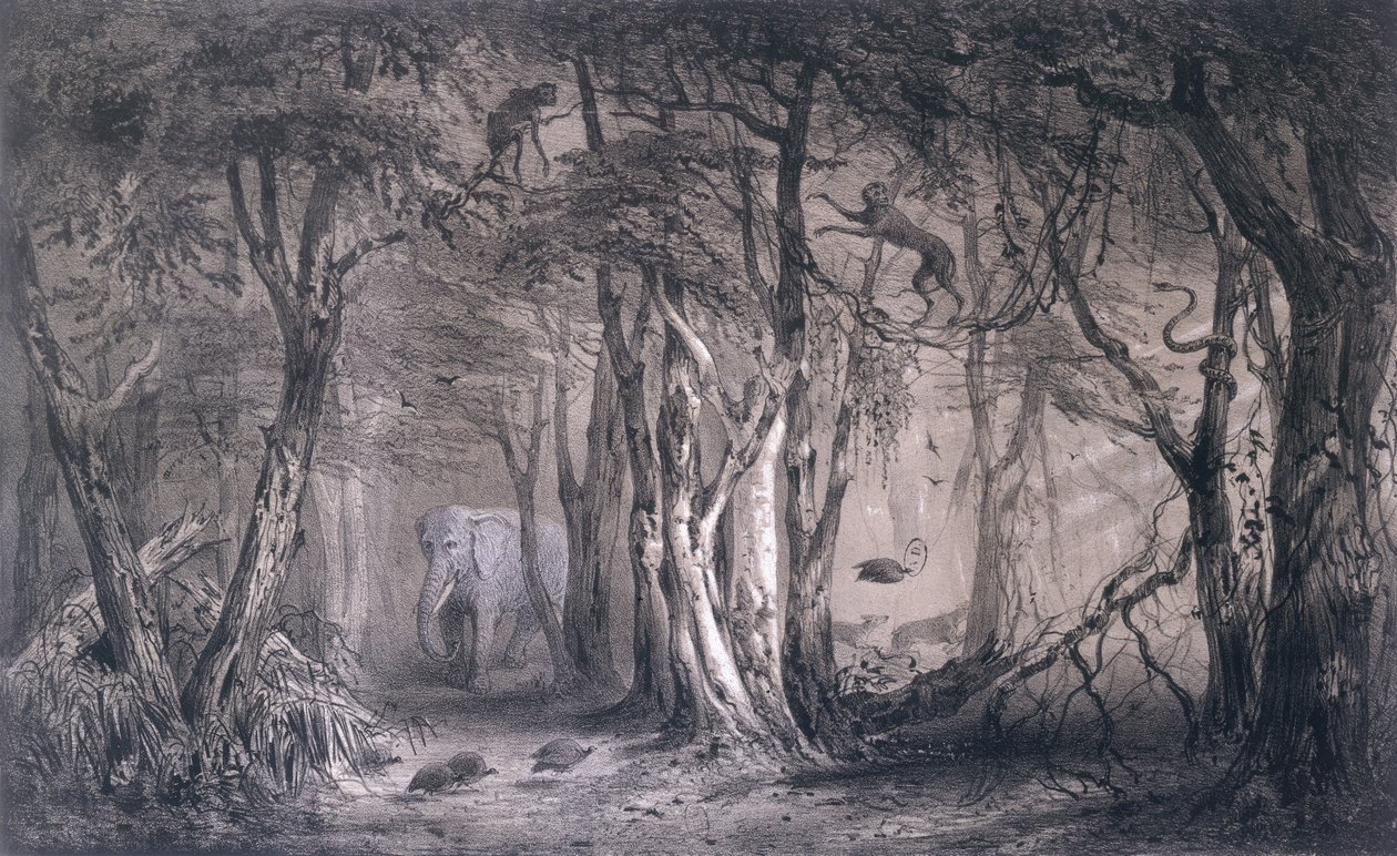 Floresta Virgem à Beira do Nilo Azul, de Voyages au Soudan Oriental et dans l&39;Afrique Septentrionale de Pierre Tremaux (1818-95) gravada por Tirpenne e J. Gaildrau, 1852 de Pierre Tremaux