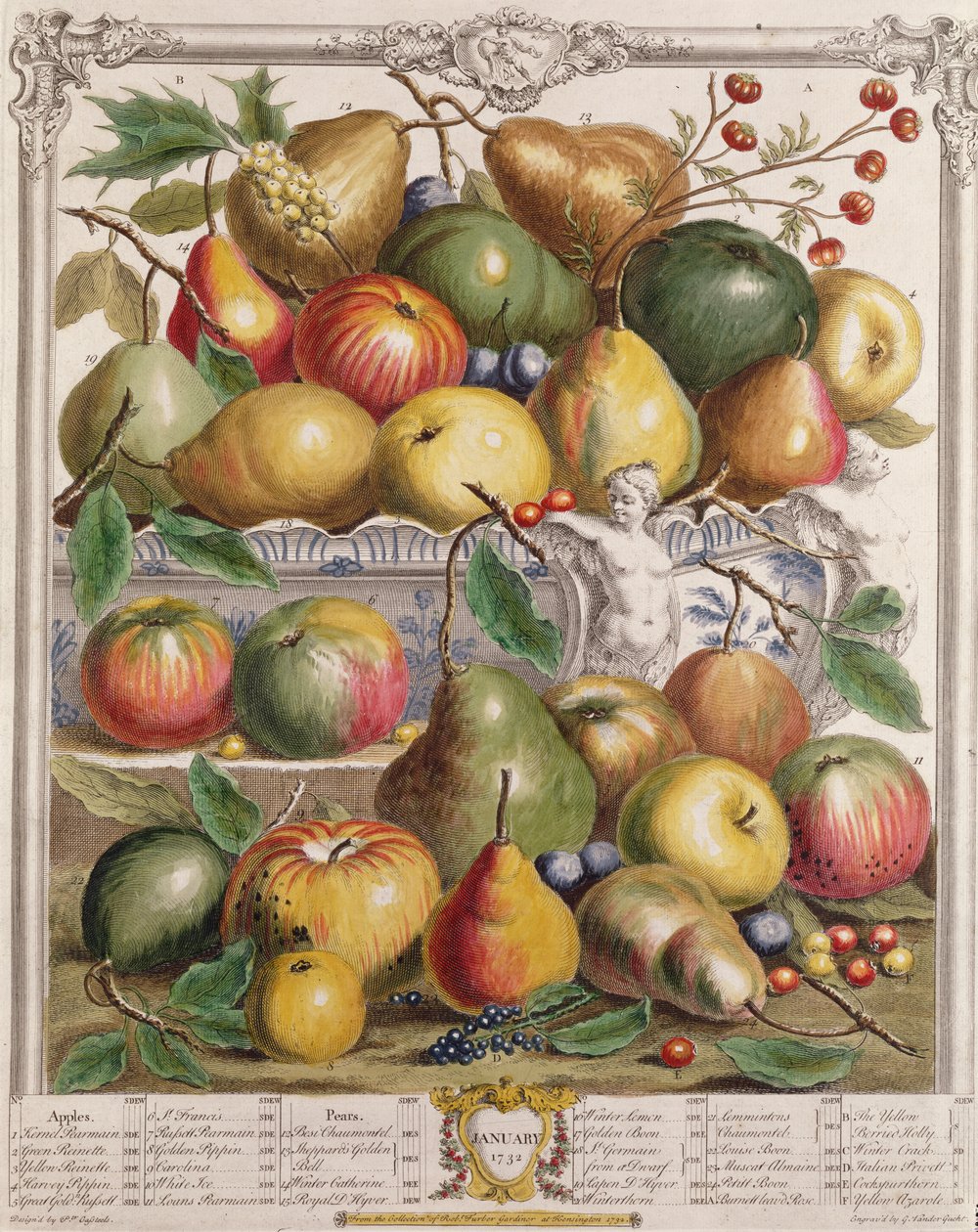 Janeiro, de &39;Doze Meses de Frutos&39;, de Robert Furber (c.1674-1756) gravado por Gerard Vandergucht (1696-1776) 1732 (gravura colorida) de Pieter Casteels