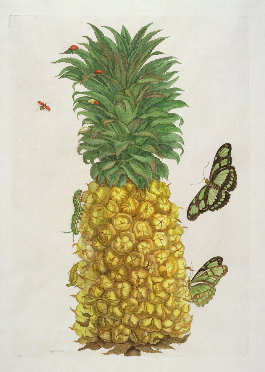 Abacaxi com lagarta e borboletas (gravura colorida à mão) de Pieter Sluiter or Sluyter