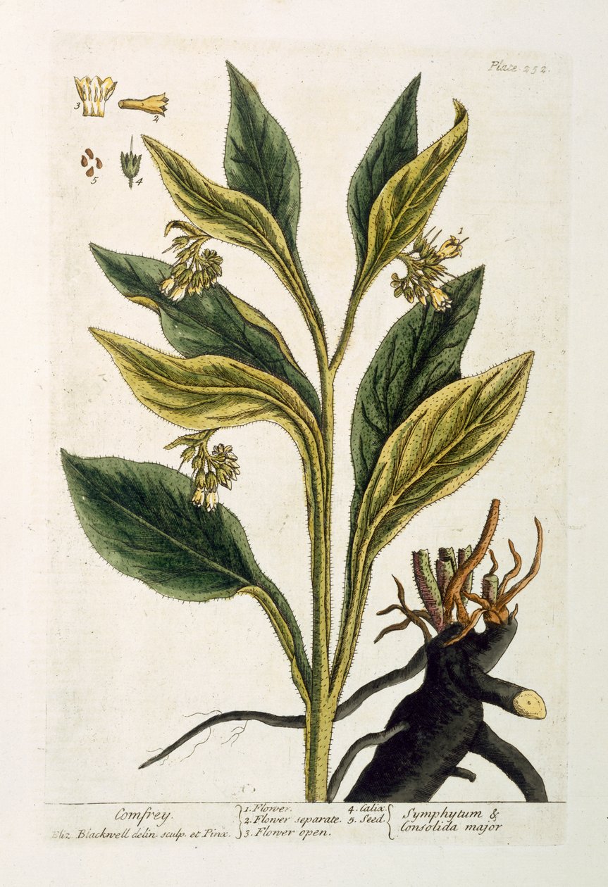 Pimenta Vermelha (gravura a cores) de Pieter Sluiter or Sluyter