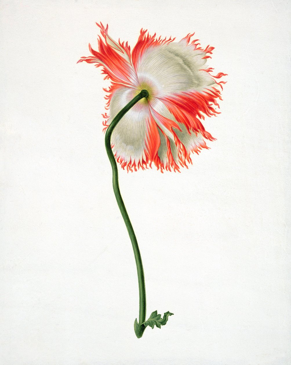 PD.101-1973f.13 Campo Papoula, visto de trás (wc e guache sobre velino) de Pieter Withoos