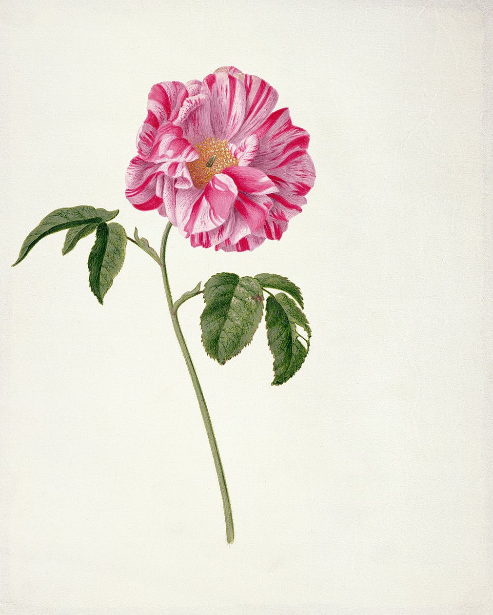 PD.101-1973f.3 Rosa gallica versicolour (Rosa mundi) (vaso sanitário e guache sobre velino) de Pieter Withoos