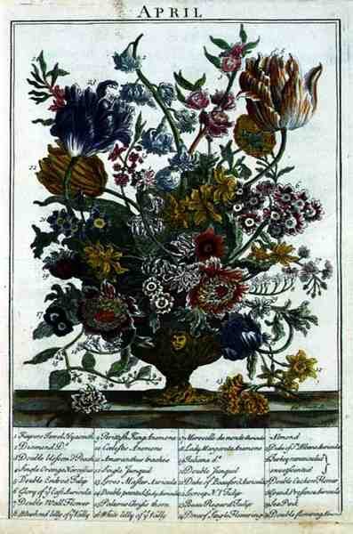 Abril, de The Flower Garden Exibido por Robert Furber (c.1674-1756), gravado por James Smith, pub. 1732 (ver também 11109) de Pieter after Casteels
