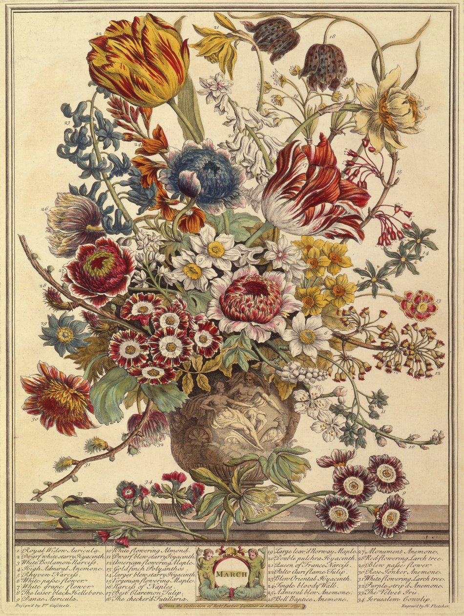 Março, de Doze Meses de Flores por Robert Furber (c.1674-1756) gravado por Henry Fletcher (gravura a cores) de Pieter after Casteels