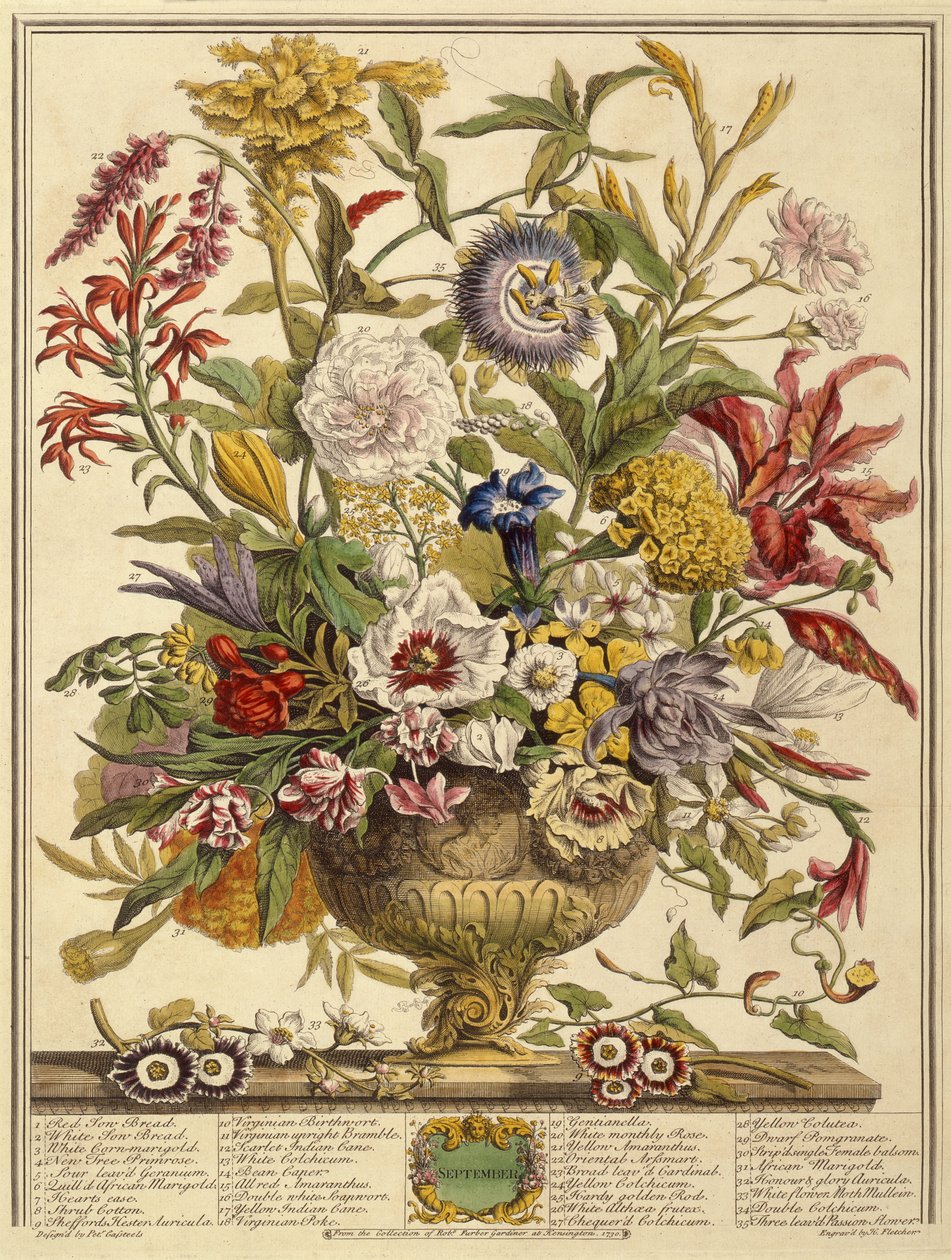 Setembro, a partir de doze meses de flores por Robert Furber (c.1674-1756) gravado por Henry Fletcher (gravura a cores) de Pieter after Casteels