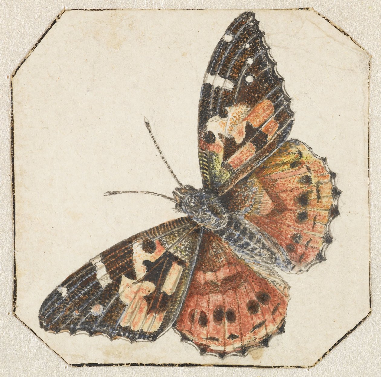 Borboleta de cardo (Vanessa cardui) de Pieter Barbiers (possibly)
