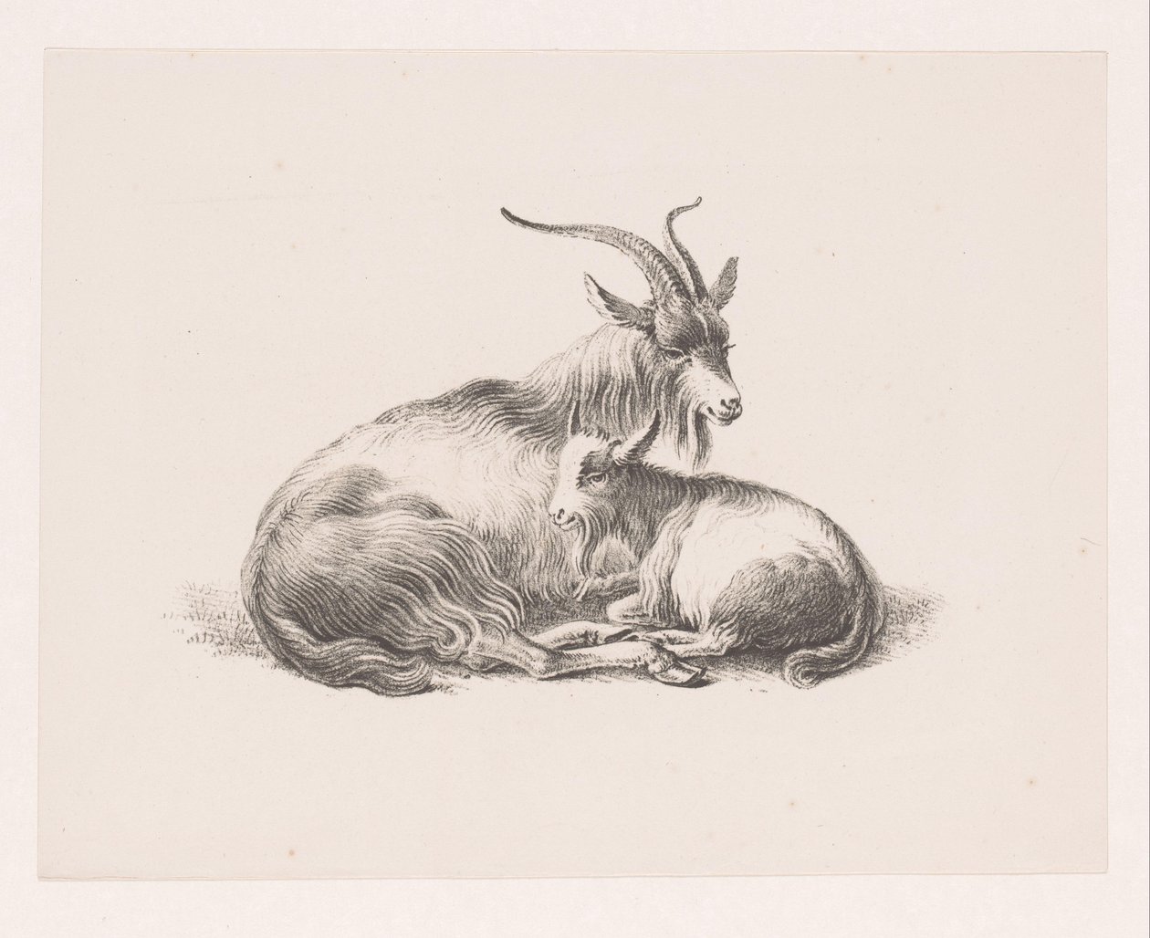Buck e uma cabra de Pieter Bartholomeusz. Barbiers