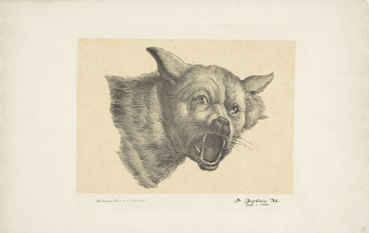 Cabeça de um lobo ou cachorro de Pieter Bartholomeusz. Barbiers