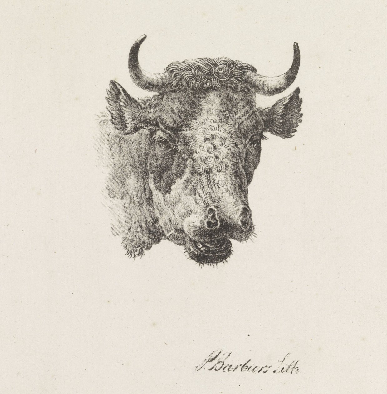 Stierenkop de Pieter Bartholomeusz. Barbiers