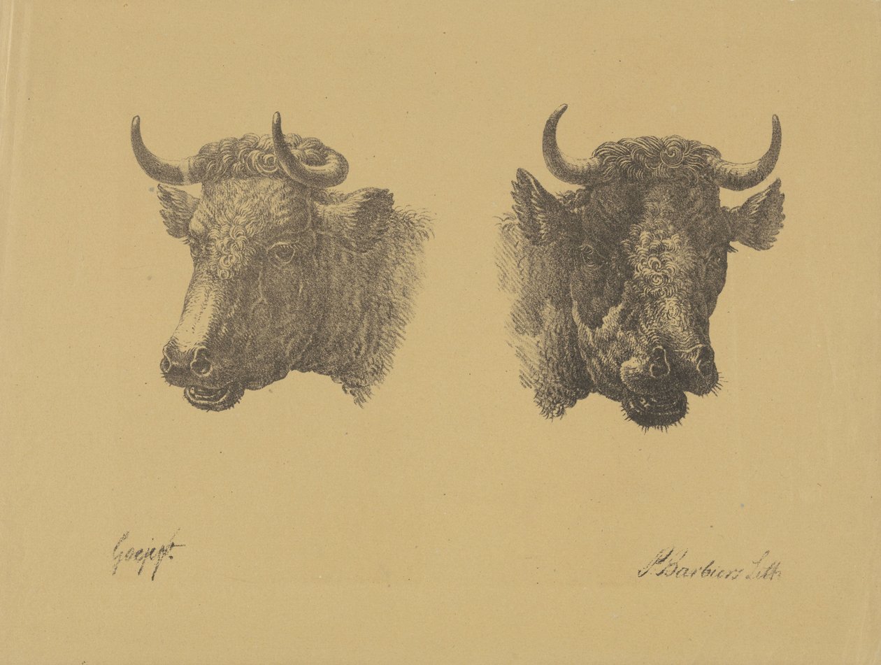 Duas cabeças de touro de Pieter Bartholomeusz. Barbiers