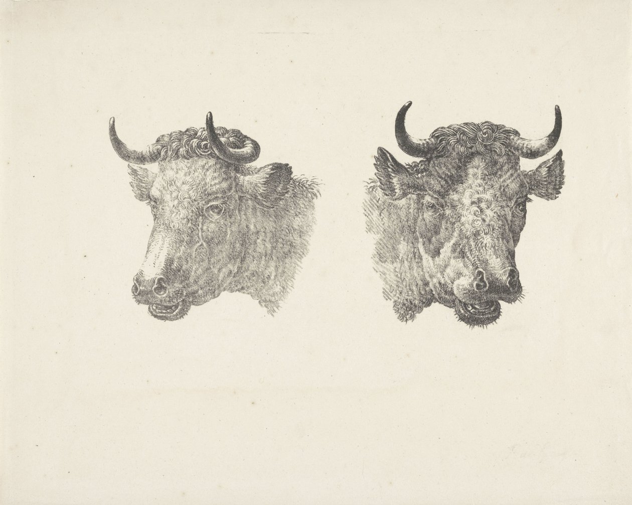 Duas cabeças de touro de Pieter Bartholomeusz. Barbiers