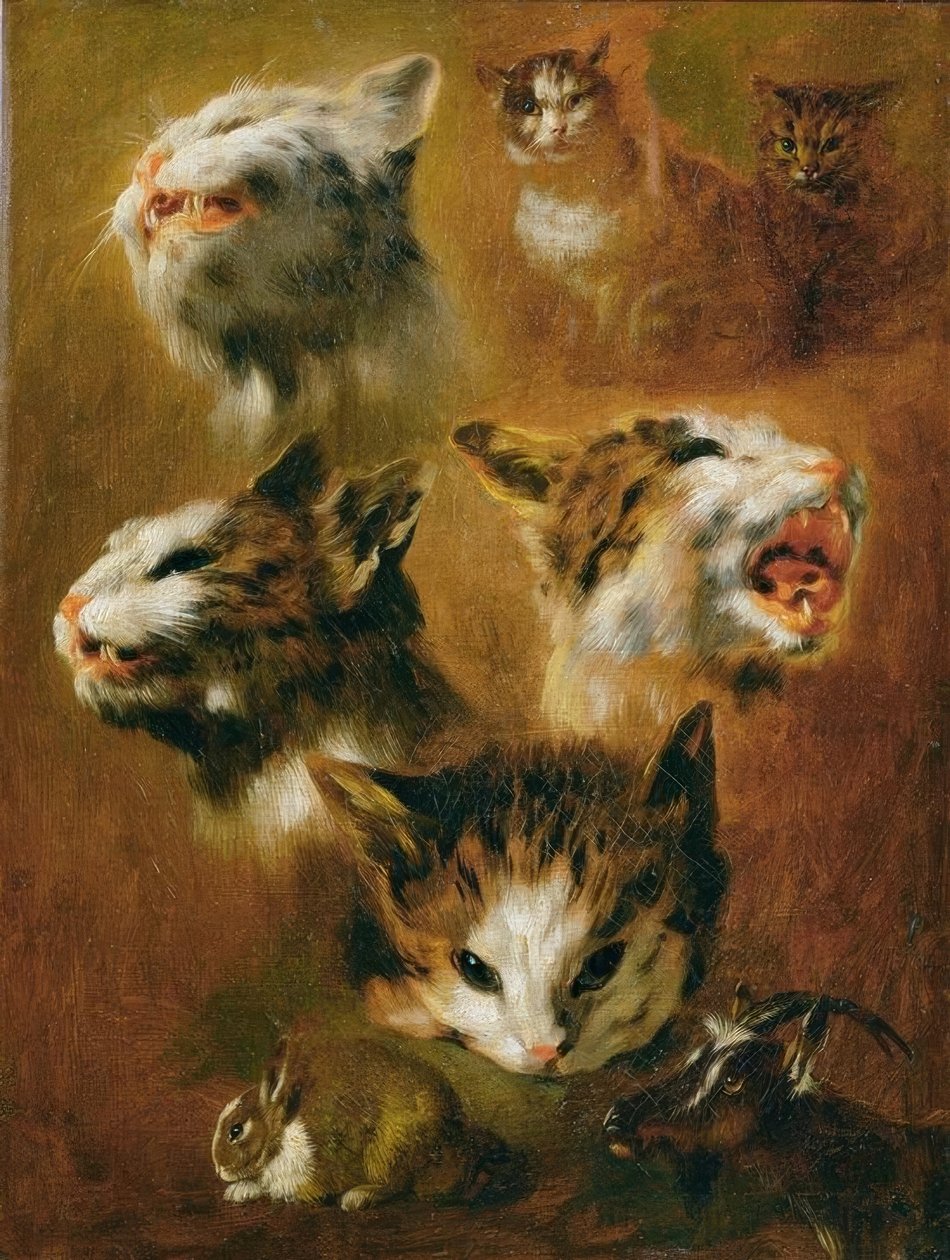 Estudos em animais: gatos, coelhos e cabras de Pieter or Peter Boel