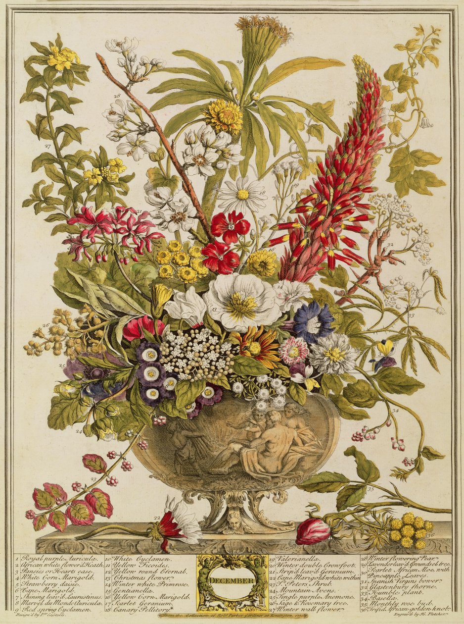 Dezembro, de &39;Doze meses de flores&39; de Robert Furber (c.1674-1756) gravado por Henry Fletcher (gravura a cores) de Pieter Casteels