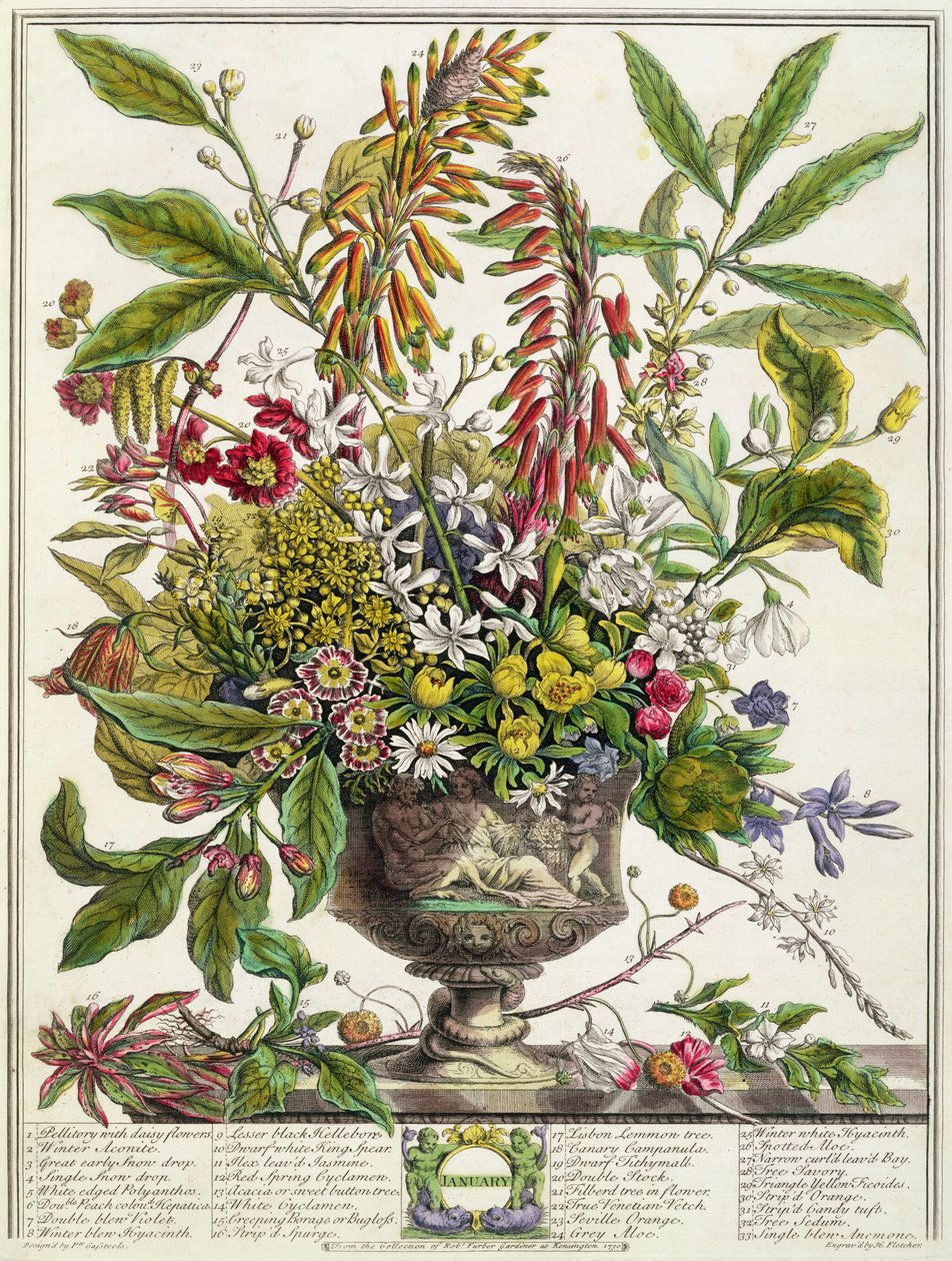 Janeiro, de "Doze Meses de Flores", de Robert Furber (c.1674-1756) gravado por Henry Fletcher (gravura a cores) de Pieter Casteels