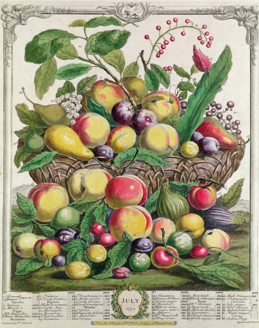 Julho, de &39;Doze Meses de Frutos&39;, de Robert Furber (c.1674-1756) gravado por Henry Fletcher, 1732 (gravura a cores) de Pieter Casteels
