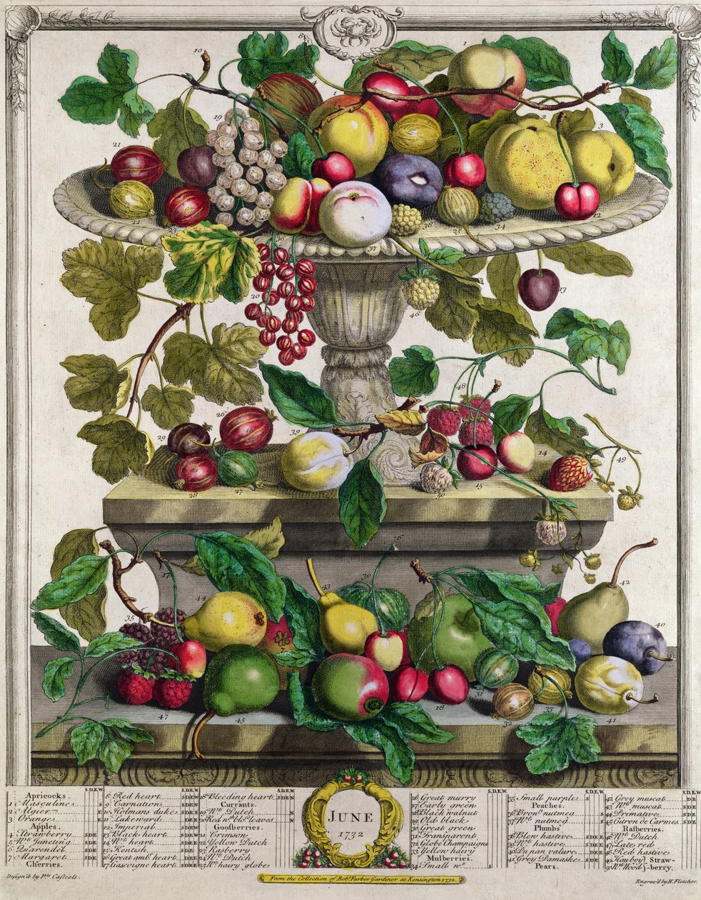Junho, de &39;Twelve Months of Fruits&39;, de Robert Furber (c.1674-1756) gravado por Henry Fletcher, 1732 (gravura colorida) de Pieter Casteels