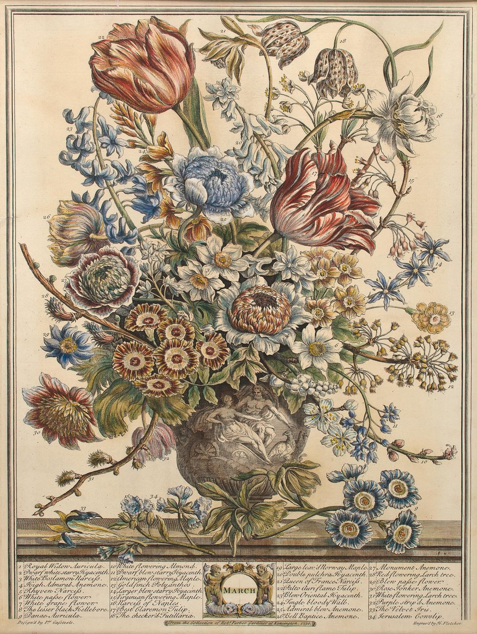 Março, de &39;Doze Meses de Flores&39; de Robert Furber (c.1674-1756) gravado por Henry Fletcher (gravura a cores) de Pieter Casteels