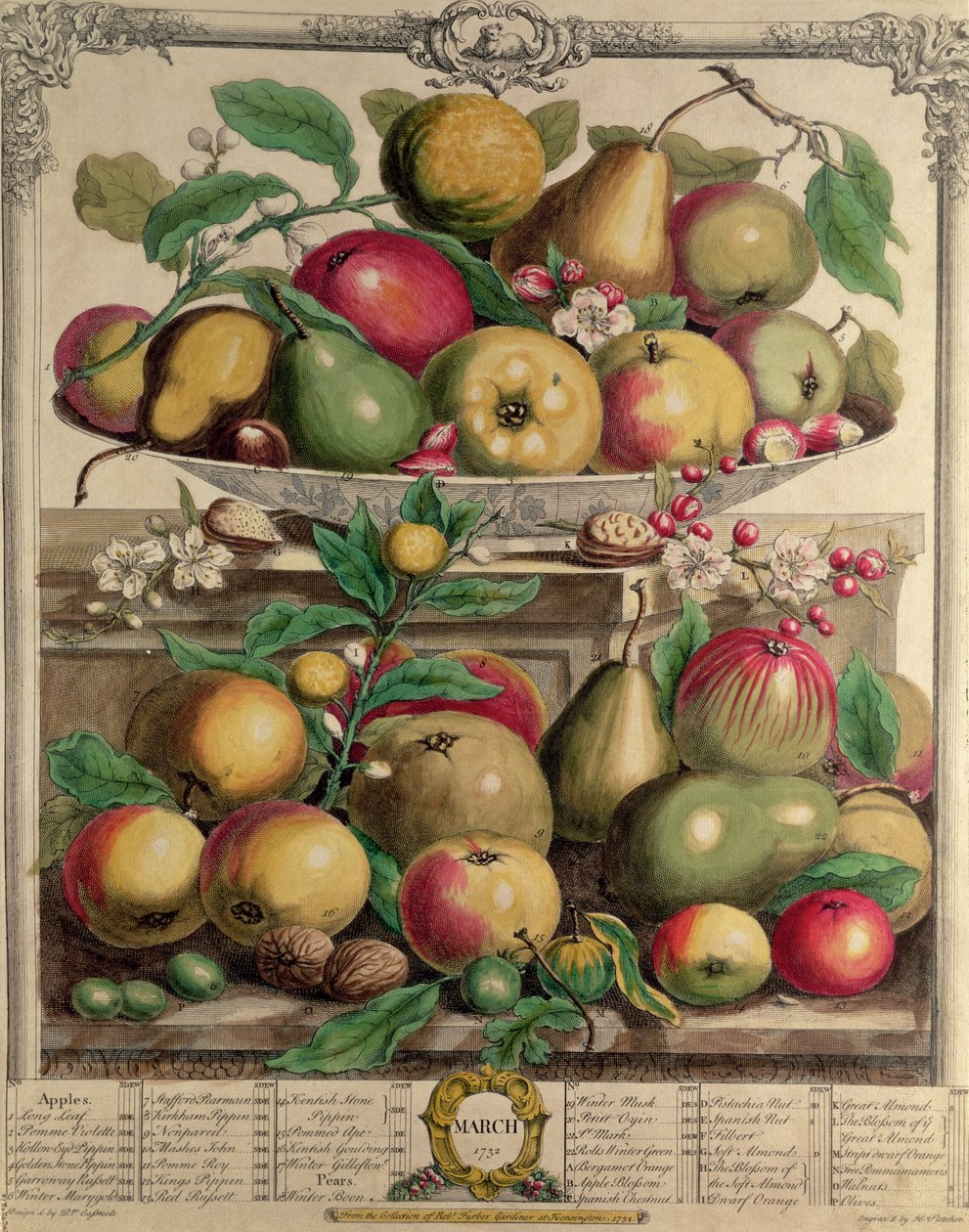Março, de &39;Doze Meses de Frutos&39;, de Robert Furber (c.1674-1756) gravado por Henry Fletcher, 1732 (gravado a cores) de Pieter Casteels