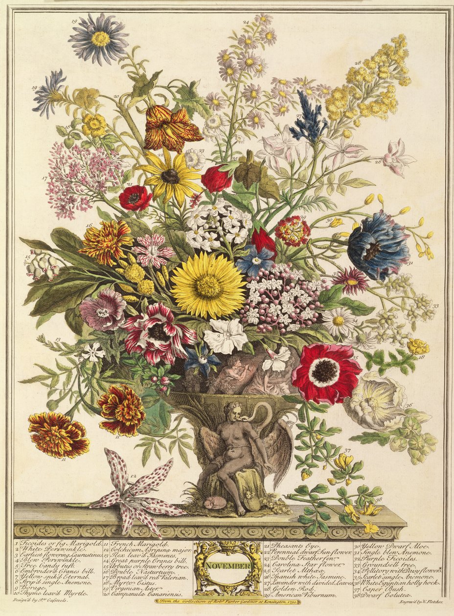 Novembro, de &39;Doze meses de flores&39; de Robert Furber (c.1674-1756) gravado por Henry Fletcher (gravura a cores) de Pieter Casteels
