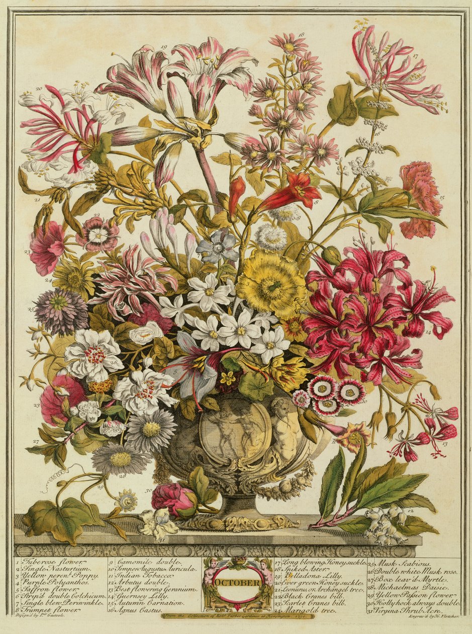 Outubro, de &39;Doze meses de flores&39; de Robert Furber (c.1674-1756) gravado por Henry Fletcher (gravura a cores) de Pieter Casteels