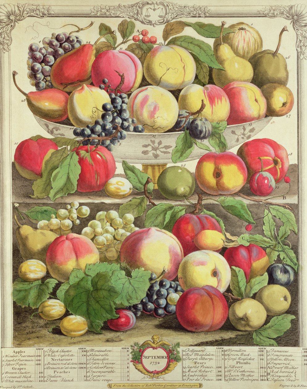 Setembro, de &39;Doze Meses de Frutos&39;, de Robert Furber (c.1674-1756) gravado por Henry Fletcher, 1732 (gravura colorida) de Pieter Casteels