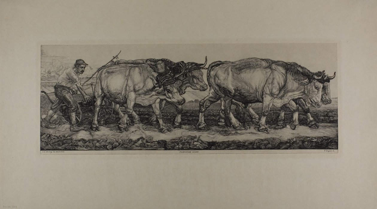 Bois de arado de Pieter Dupont