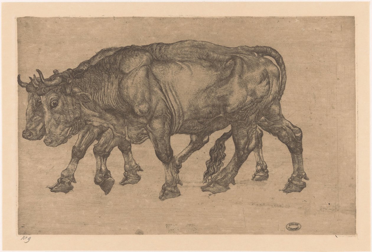 dois bois de Pieter Dupont