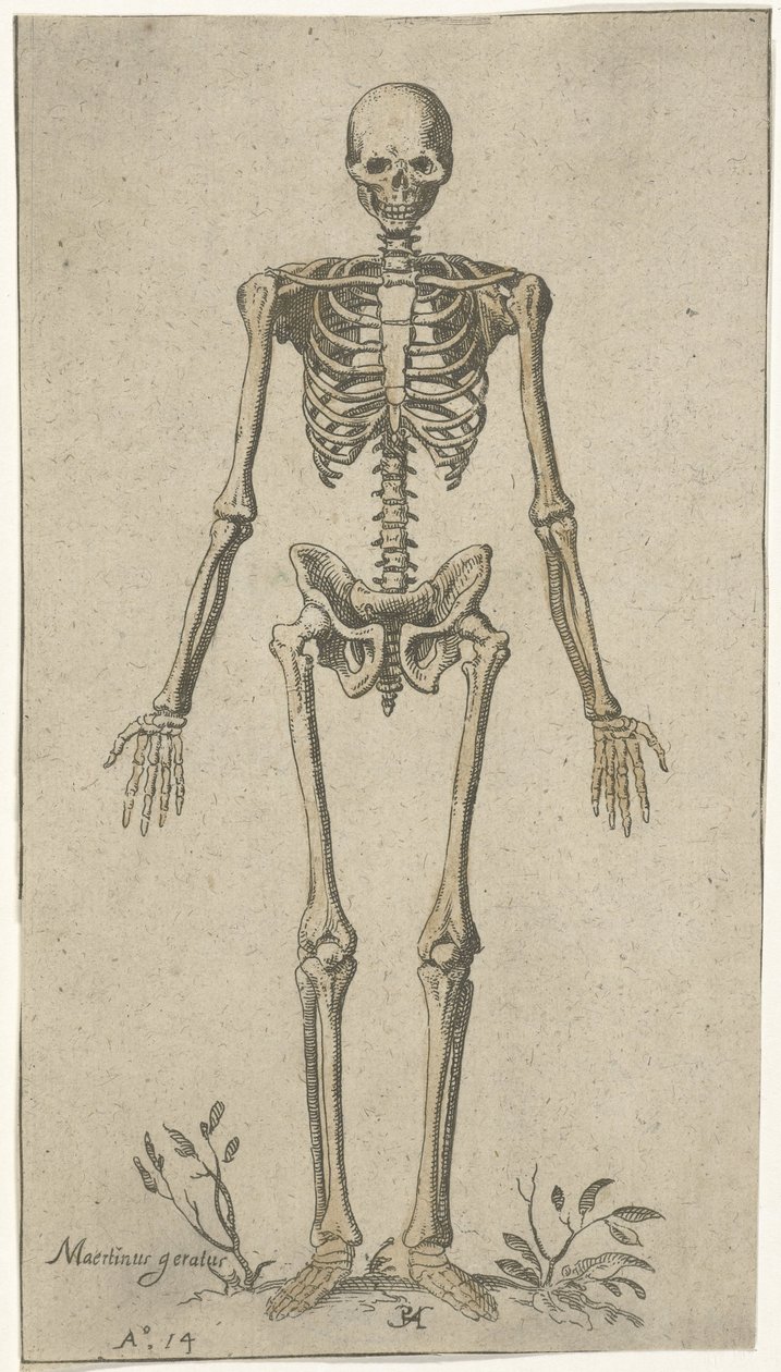 Esqueleto masculino, visto de frente Estudos anatômicos (título da série) de Pieter Feddes van Harlingen